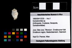 Foto (Objekt + Etikett) von Goniodromites sp.  (NHMW-GEO-1990-0041-3335)